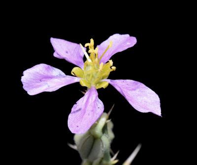 Zygophyllum indicum (Burm.f.) Christenh. & Byng | Plants of the World ...