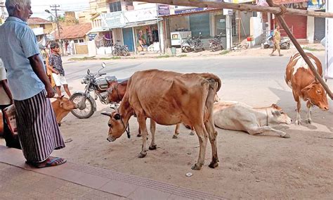 Cattle owners in Tambaram seek grazing land, goshala