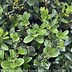 Image result for Buxus Baby Gem