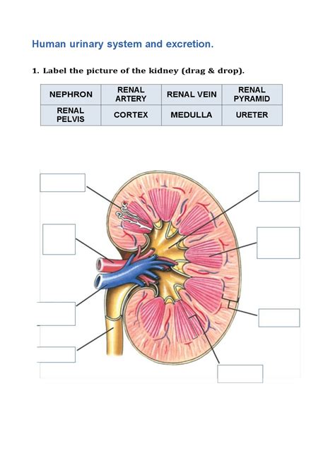 Human Urinary Tract And Kidney Worksheet