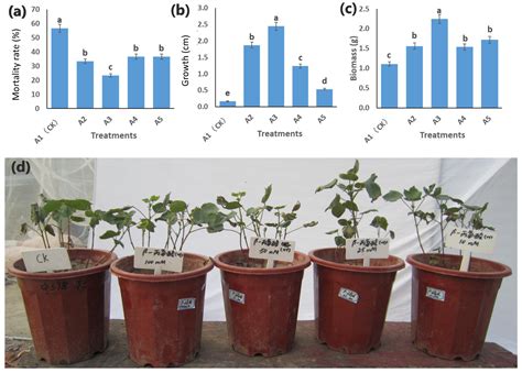 Integrated Transcriptome and Metabolome Analysis of Salinity Tolerance ...