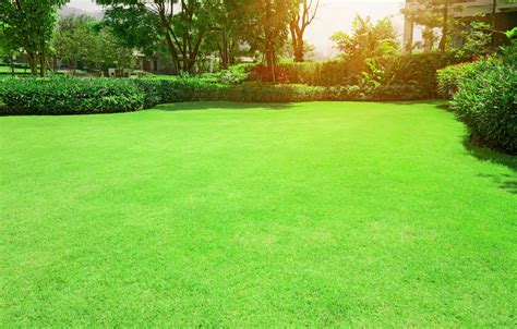 Bermuda Grass vs. St. Augustine: 5 Key Differences - A-Z Animals