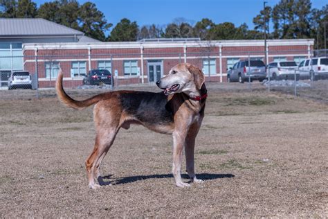 Meet the Outer Banks SPCA Pet of the Week, Grandpa Al | Island Free Press