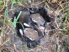 Image result for Bunny Nests in Yard