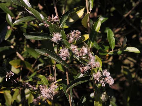 Tarlmounia elliptica (DC.) H.Rob., S.C.Keeley, Skvarla & R.Chan ...
