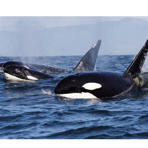 Killer Whale Species