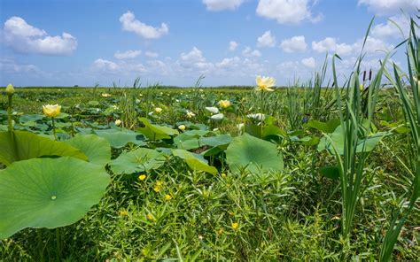 Contact Us — Jefferson Parish Employees FCU