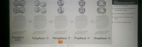 PHASE 6: Nondisjunction during meiosis II Complete the following steps: C..