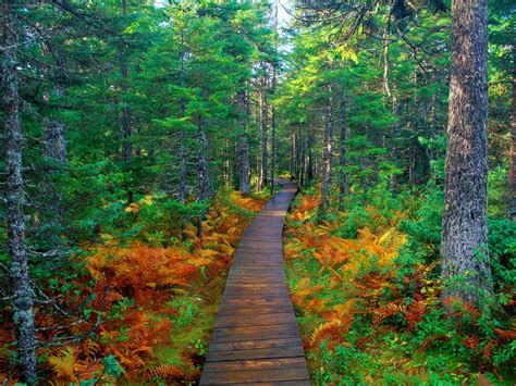 Forest Tree 的图像结果