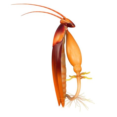 Image result for Digestive System of Cockroach