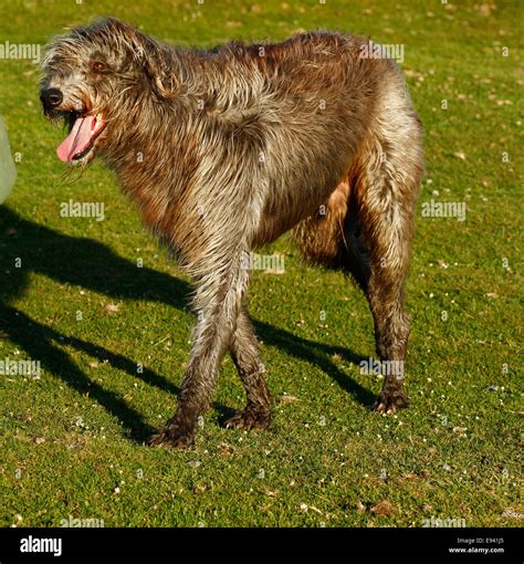 Is The Irish Wolfhound The Tallest Breed Of Dog
