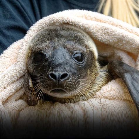 30 Facts About Marine Mammal Rescue Day - Facts.net - habitat of mammals