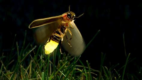 Image result for Alien Outside Window