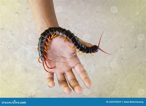 Centipedes are Poisonous Animals. Stock Image - Image of centipede ...