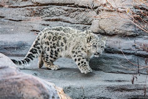 Snow Leopard Cubs Snow Leopard At Seneca Park Zoo In Rochester NY, Has