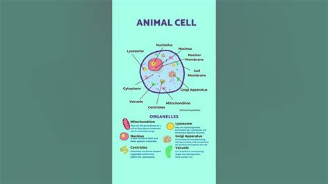 Cells 的图像结果
