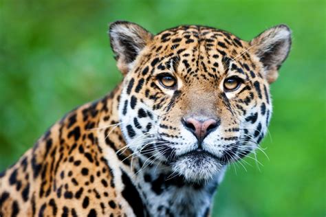 Jaguars In The Tropical Rainforest - adaptations of jaguars in the tropical rainforest
