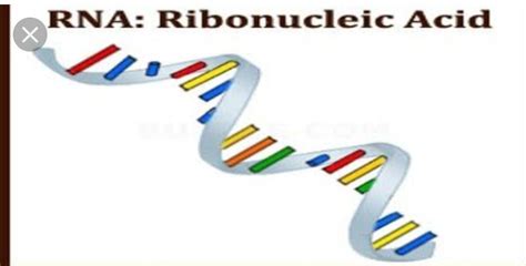 What is full form of RNA? - Brainly.in