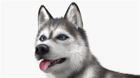 Siberian Husky Gray Standing Pose Fur 3D | 3D Molier International