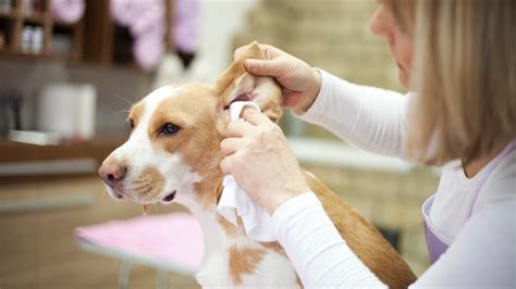¿Cómo limpiar los oídos de un perro para evitar la otitis?