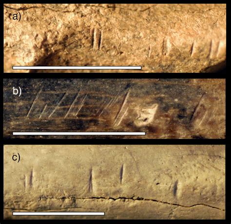 Were our ancestors cannibals? Ancient bones reveal early humans 'butchered one another'