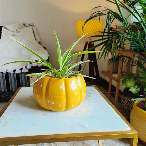 Niyara Pumpkin Shape Ceramic planters Pot for Indoor Outdoor Home ...