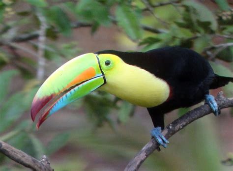 What do Those Costa Rican Birds Say? – Costa Rica Living and Birding
