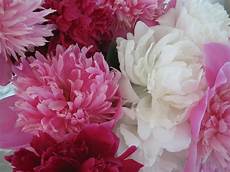 Peony Wallpaper by Peony Wallpapers Wallpaper Cave Peony Wallpaper