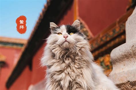 2018-19年度中国猫赛spyzoo赛程猫咪拍摄部分|摄影|宠物摄影|spyzoo - 原创作品 - 站酷 (ZCOOL)