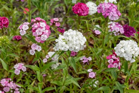 Premium Photo | Dianthus barbatus - the sweet William flowers