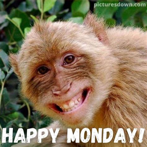 Happy monday image funny panda free - picturesdown.com