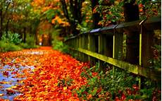 Autumn Leaves Wallpaper by Wallpapers Autumn Leaves Wallpaper Cave Autumn Leaves Wallpaper