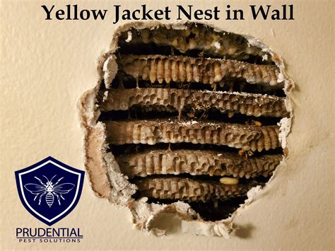 Yellow Jacket Nest In Ground