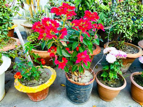 Flower 的图像结果