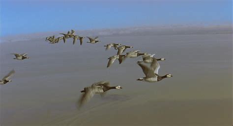 法国纪录片《迁徙的鸟》里面都有哪些鸟儿？ - 知乎