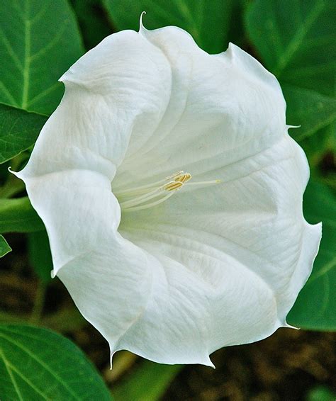 Amazon.com : *GIANT FLOWERS WHITE ANGEL TRUMPETS*25 seeds*rare#1076 ...