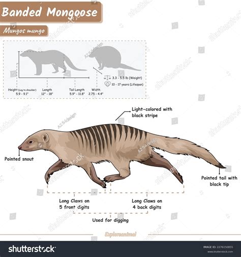Diagram Showing Parts Banded Mongooseinfographic About Stock Vector (Royalty Free) 2276150855 ...