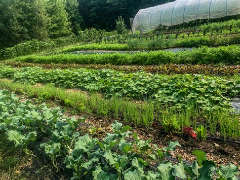 Farmer-to-Farmer Mentorship Success Story: Rocky Hill Farm