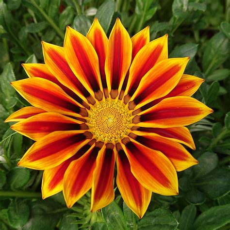 Gazania Rigens