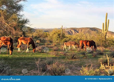 Salt River Wild Horses, in Tonto National Forest, Arizona, United ...