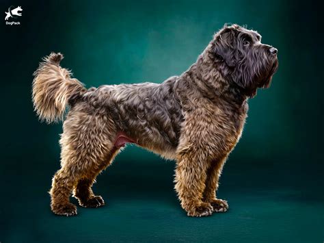 Bouvier De Flandres Relacionado