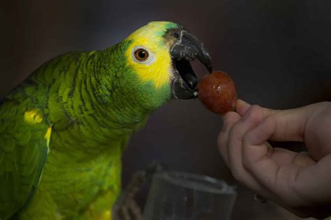 Yes, Parrots Can Eat Grapes (But Follow These 2 Steps) - A-Z Animals