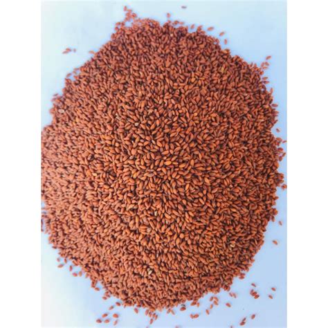 Aliv Seeds 250g | Garden Cress Seeds | Halim Seeds | Dry ...
