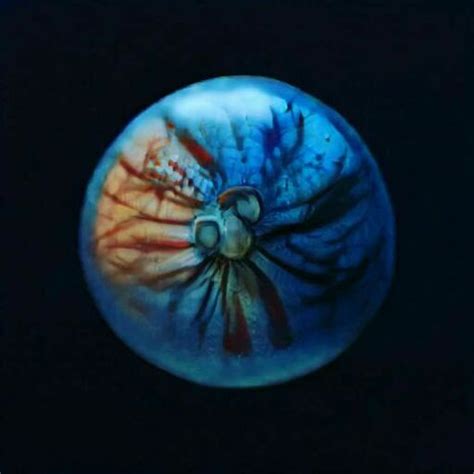 BioMess 的图像结果