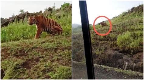 MP Wildlife Wonders: Tiger Spotted On Hill Top At Ganpati Ghat; Visuals ...