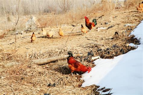 散养鸡技术与养殖技巧，散养一般以土鸡为主 - 农敢网