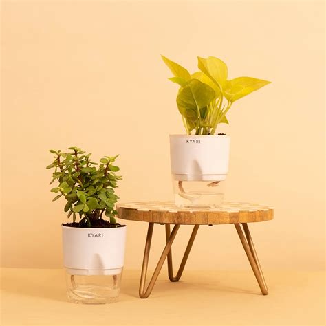 KYARI Combo of Golden Money Pothos, Good Luck Jade Live Indoor Plant ...