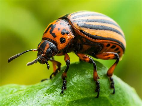 Potato Beetle Insecticide