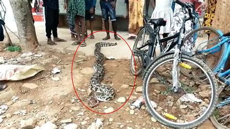 Giant Pet Python 的图像结果