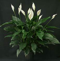 piante da appartamento con fiori bianchi zimmerpflanzen f 252 r wenig licht 21 gr 252 ne und bl 252 hende piante da appartamento con fiori bianchi zimmerpflanzen f 252 r wenig licht 21 gr 252 ne und bl 252 hende
